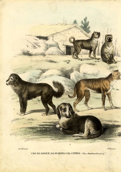Perros, 1863-79 de Raimundo Petraroja